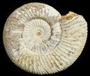 Perisphinctes Ammonite - Jurassic #68197-1